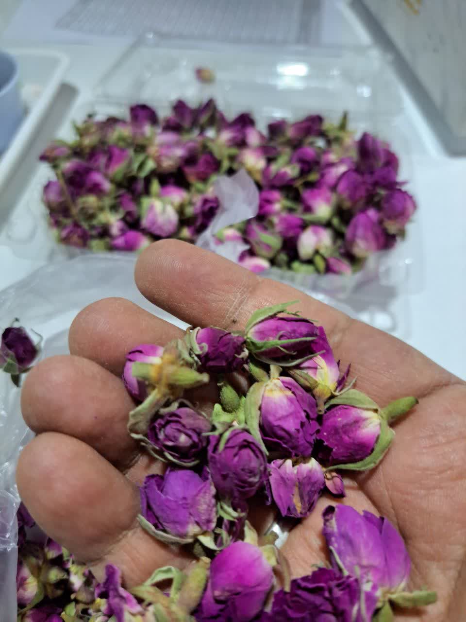 Rose Bud, Gol Mohammadi, Rose Petals